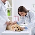 Should You Hold Petco Health and Wellness Company (WOOF)?