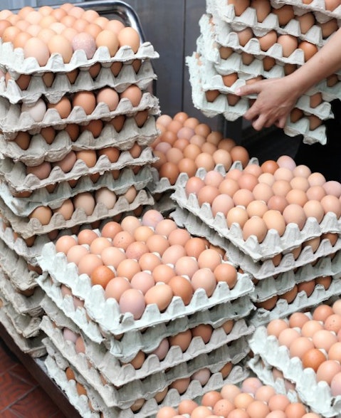 10 Largest Egg Producing Countries In The World