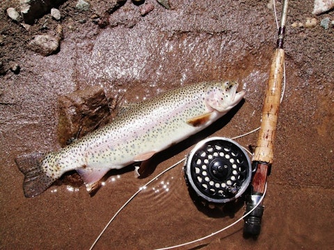 10 Easiest Fish to Catch