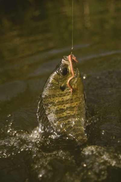 10 Easiest Fish to Catch