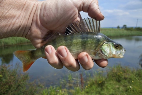 10 Easiest Fish to Catch