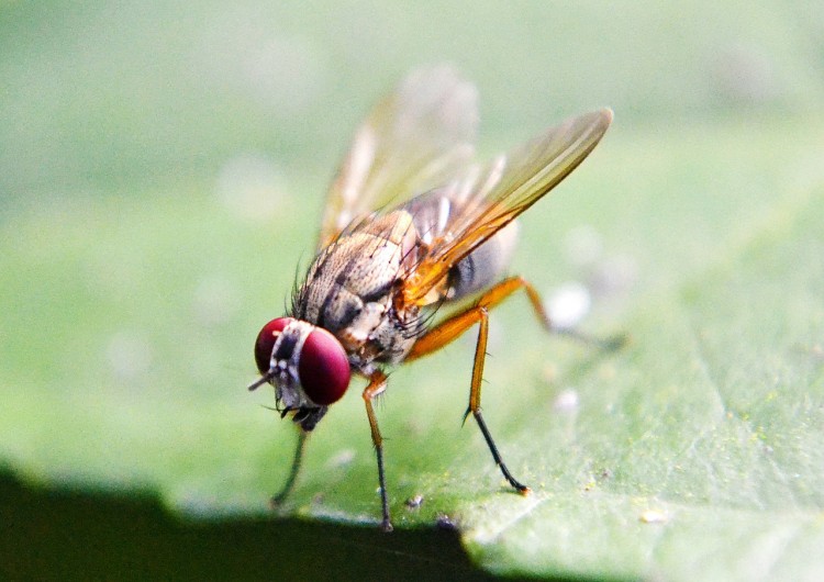 fruit-fly-219392_1280