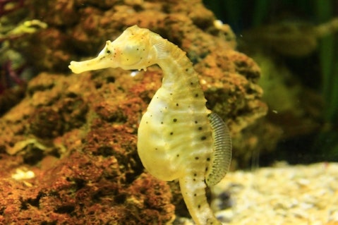seahorse-1742395_1280