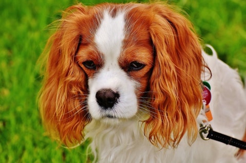 11 Best Emotional Support Dog Breeds For Anxiety
