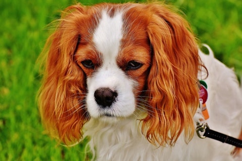  11 Best Emotional Support Dog Breeds For Anxiety
