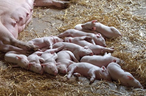 10 States That Produce the Most Pork in America