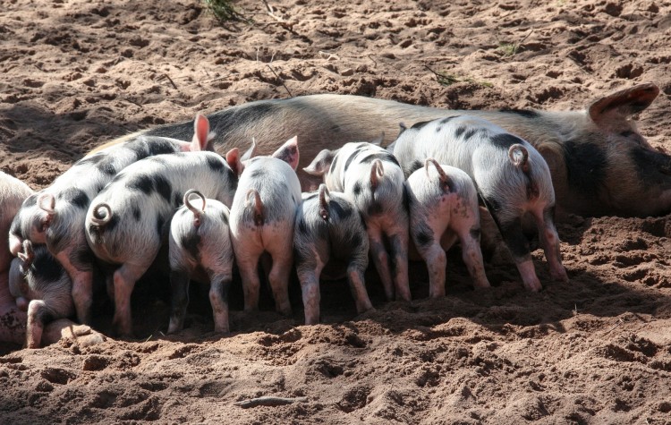 10 States That Produce the Most Pork in America
