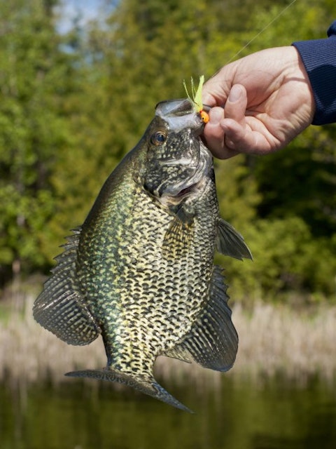 10 Best Tasting Freshwater Fish to Eat