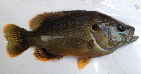 10 Easiest Fish to Catch