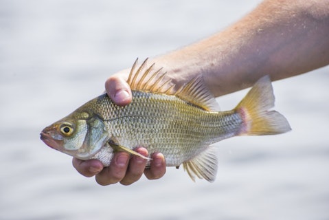 10 Easiest Fish to Catch