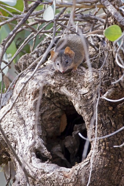 Gypsytwitcher/Shutterstock.com