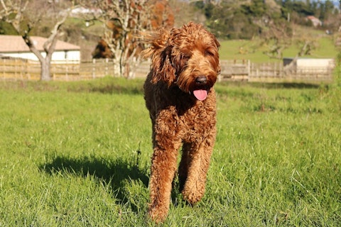 10 Best Autism Service Dogs for Adults