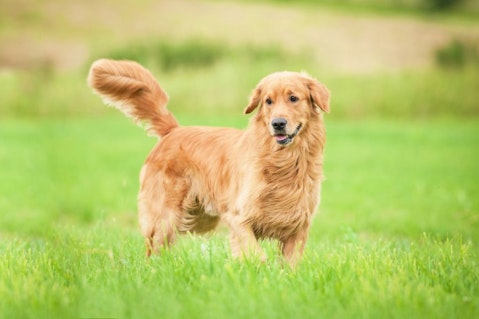 11 Best Therapy Dog Breeds For Autistic Children