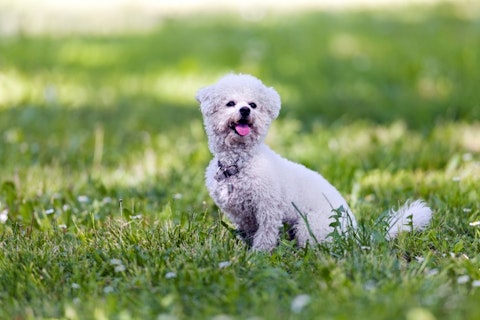 11 Best Small Service Dog Breeds For Therapy Work