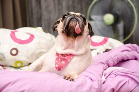 11 Best Small Service Dog Breeds For Therapy Work