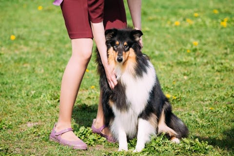 11 Best Emotional Support Dog Breeds For Anxiety