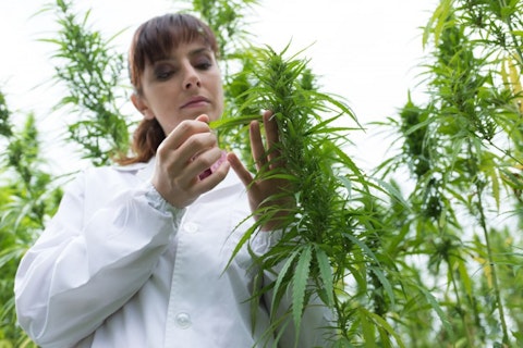 7 Biggest Hemp Producing Countries in The World