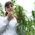 Tilray Brands, Inc. (TLRY)’s Potential Upside Meets a Cautious Consensus