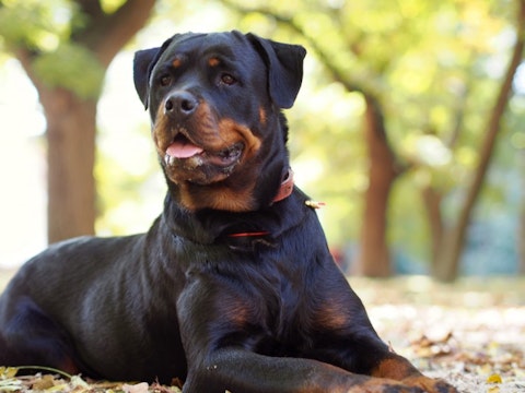 10 Best Service Dog Breeds For PTSD