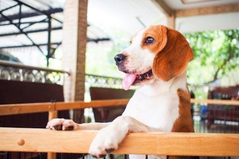 11 Best Small Service Dog Breeds For Therapy Work