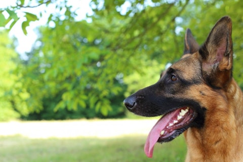 10 Best Service Dog Breeds For PTSD