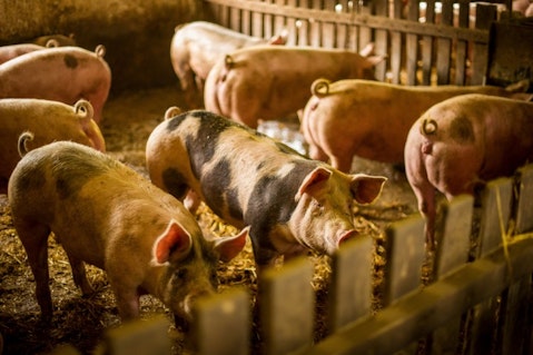 10 States That Produce the Most Pork in America