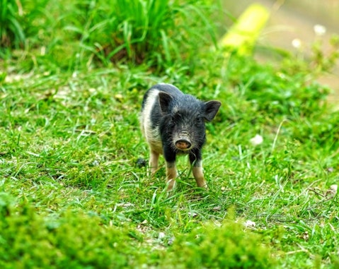 10 States That Produce the Most Pork in America