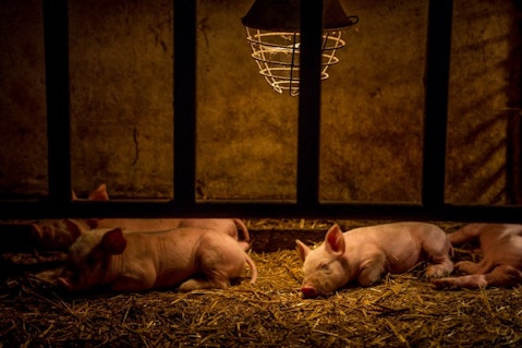 10 States That Produce the Most Pork in America