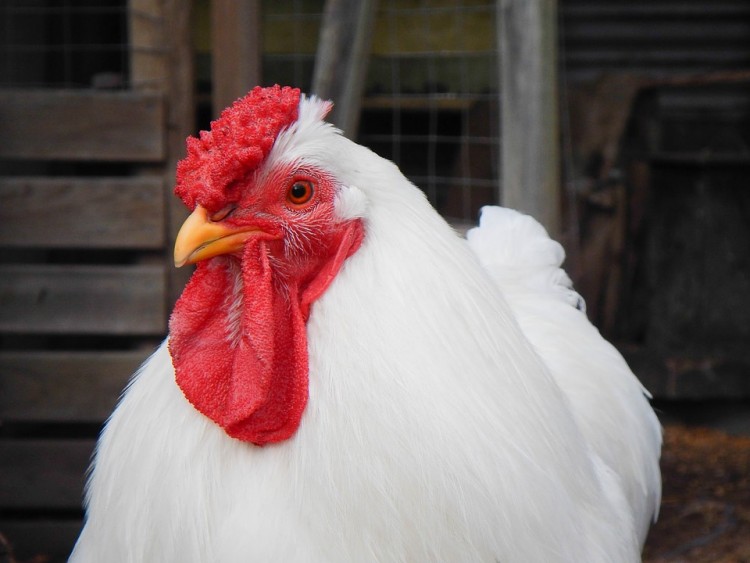 10 Biggest Chicken Producing States in America