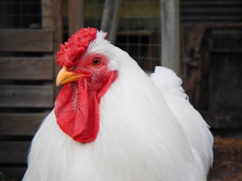 10 Biggest Chicken Producing States in America