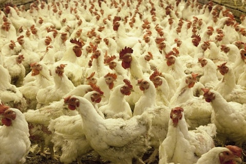 10 Biggest Chicken Producing States in America