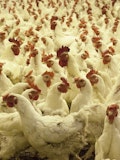 15 Biggest Poultry Companies in the World