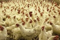20 Largest Poultry Producing Countries in the World