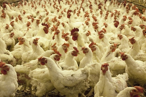 Largest Poultry Producing Countries in the World