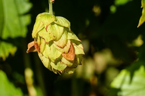 10 Biggest Hop Producing Countries In The World