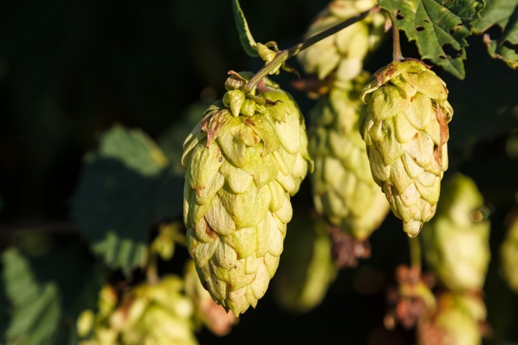 10 Biggest Hop Producing Countries In The World