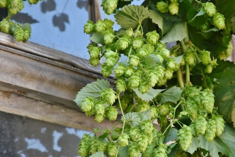 10 Biggest Hop Producing Countries In The World
