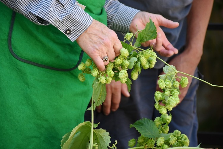 10 Biggest Hop Producing Countries In The World