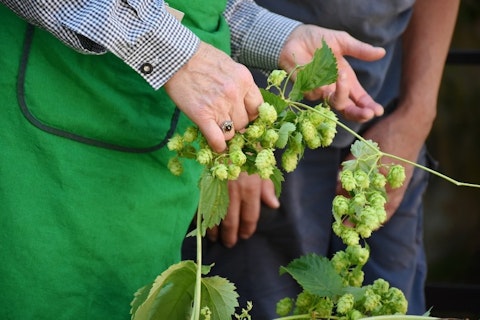 10 Biggest Hop Producing Countries In The World