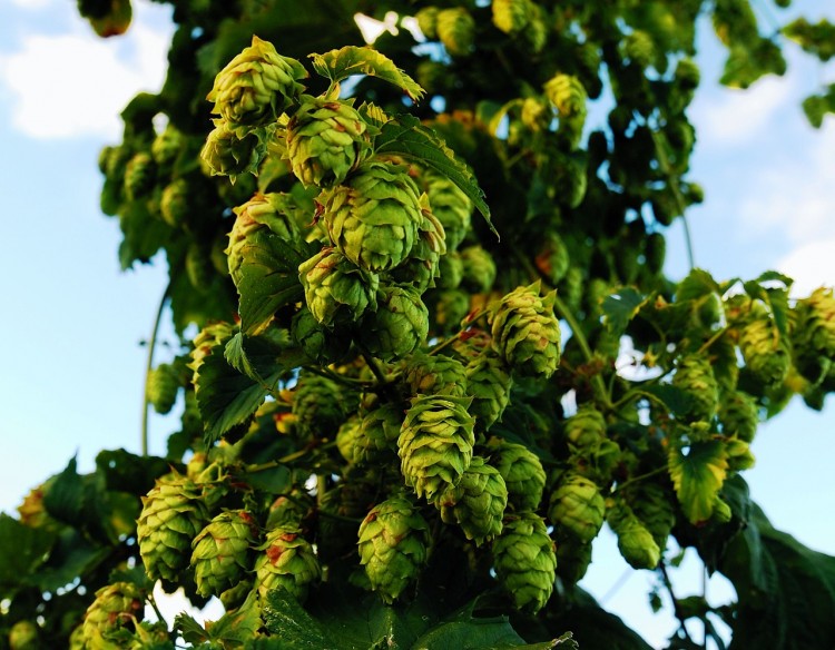 10 Biggest Hop Producing Countries In The World