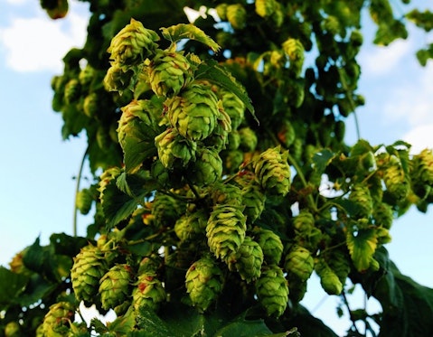 10 Biggest Hop Producing Countries In The World