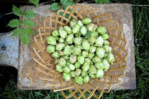 10 Biggest Hop Producing Countries In The World