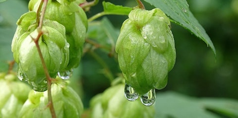 10 Biggest Hop Producing Countries In The World