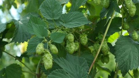 10 Biggest Hop Producing Countries In The World