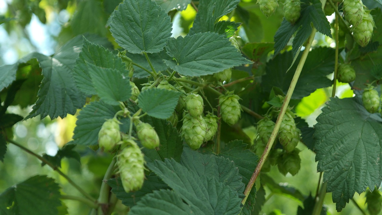 10 Biggest Hop Producing Countries in The World