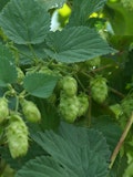 10 Biggest Hop Producing Countries in The World