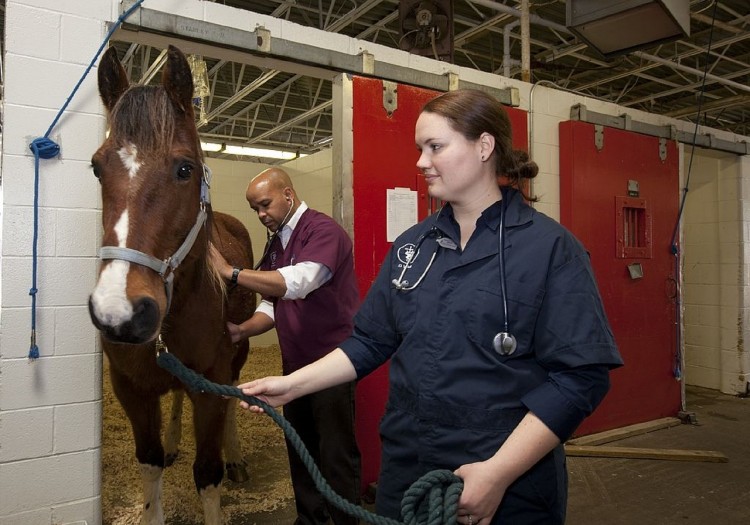 25 Best States For Veterinarians