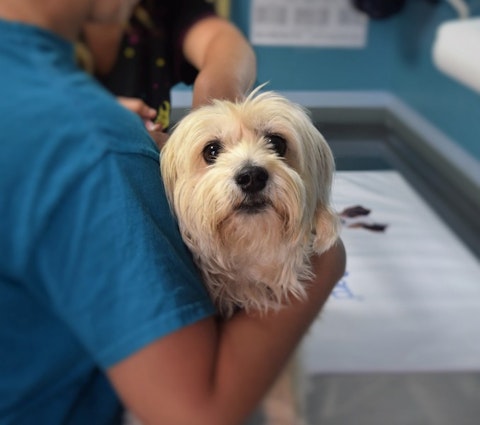 25 Best States For Veterinarians