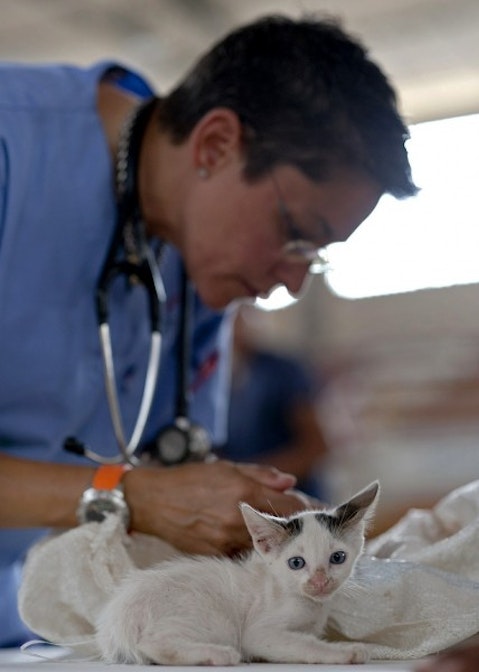 25 Best States For Veterinarians