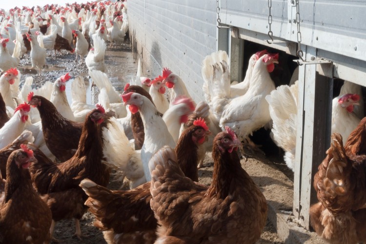 10 Biggest Chicken Producing States in America